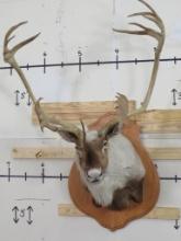 Caribou Sh Mt on Plaque TAXIDERMY