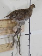 Lifesize Grouse on Branch TAXIDERMY