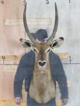 Waterbuck Sh Mt TAXIDERMY