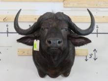 Cape Buffalo Sh Mt TAXIDERMY