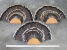 3 Turkey Fan Displays (ONE$) TAXIDERMY