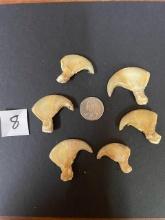 6 African lion claws *TX RES ONLY* TAXIDERMY