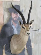 Peter's Gazelle Sh Mt TAXIDERMY