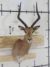 Impala Sh Mt TAXIDERMY