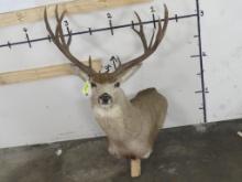 Mule Deer Pedestal Mt *No base TAXIDERMY