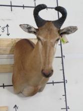 Lichtenstein's Hartebeest Sh Mt TAXIDERMY