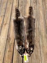 2BIG midwestern Raccoon furs/hides/skins 39 & 41 inches long, Excellent taxidermy or log cabin decor