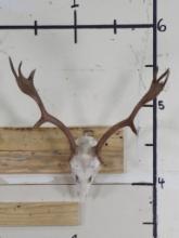 Fallow Deer Skull TAXIDERMY