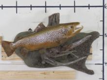 Very Nice Repro Brown Trout on Realistic Scene TAXIDERMY