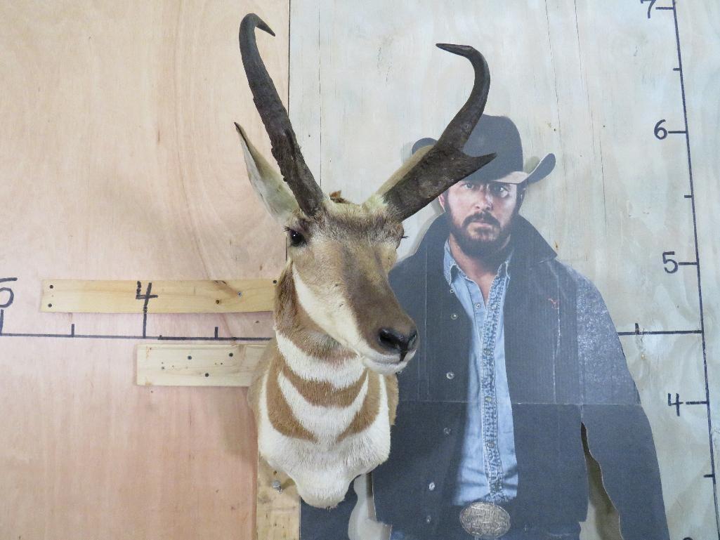 Pronghorn Sh Mt TAXIDERMY