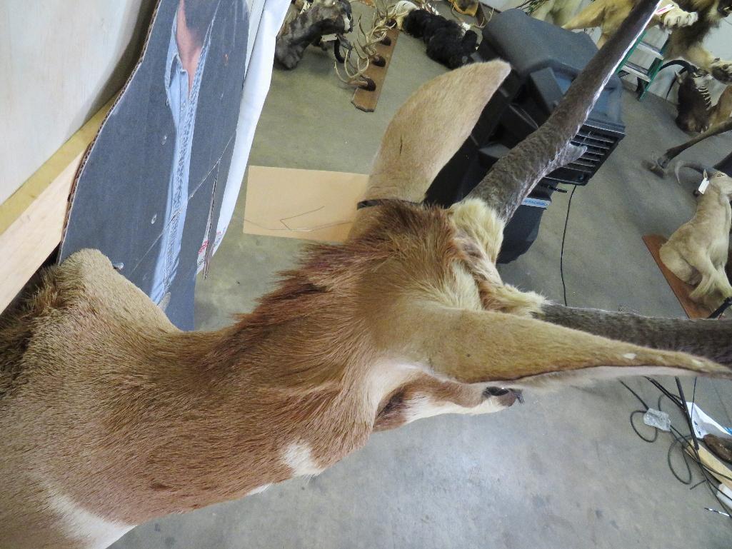 Pronghorn Sh Mt TAXIDERMY