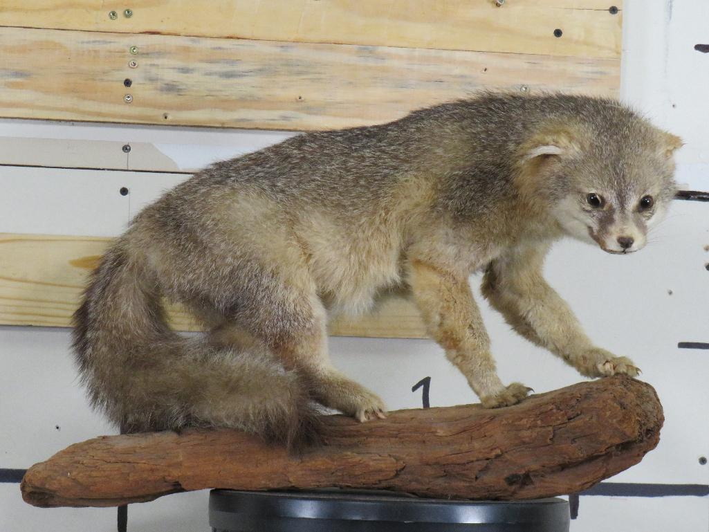 Cute Derpy Lifesize Fox on Wood Base TAXIDERMY