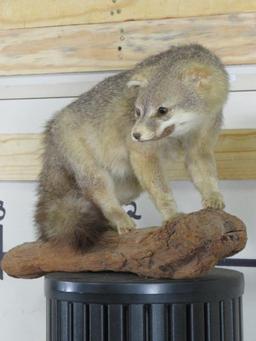 Cute Derpy Lifesize Fox on Wood Base TAXIDERMY
