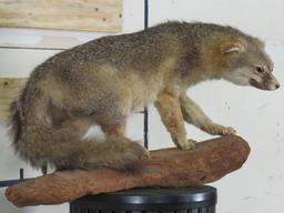 Cute Derpy Lifesize Fox on Wood Base TAXIDERMY