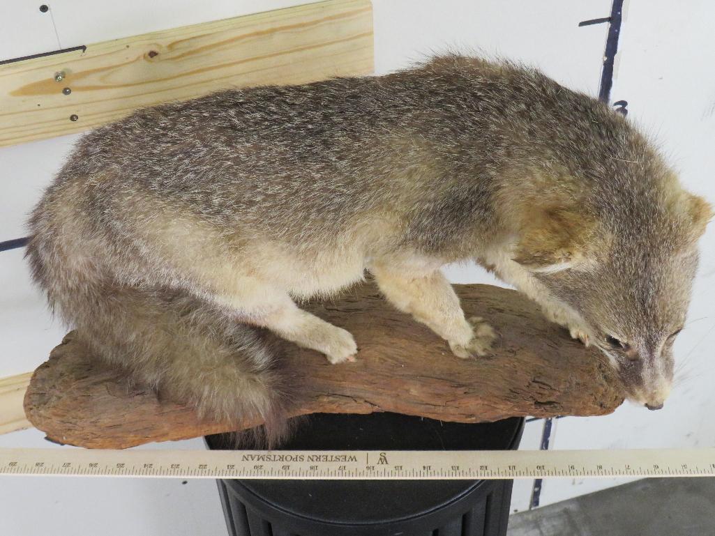 Cute Derpy Lifesize Fox on Wood Base TAXIDERMY