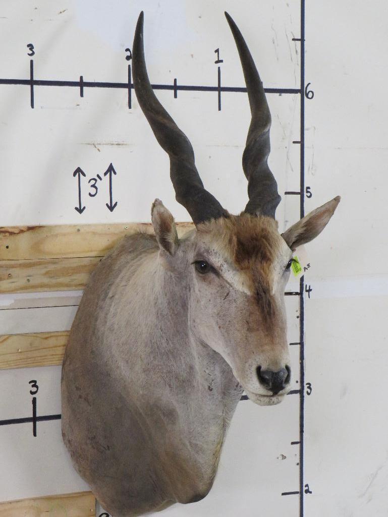 Vintage Eland Sh Mt TAXIDERMY