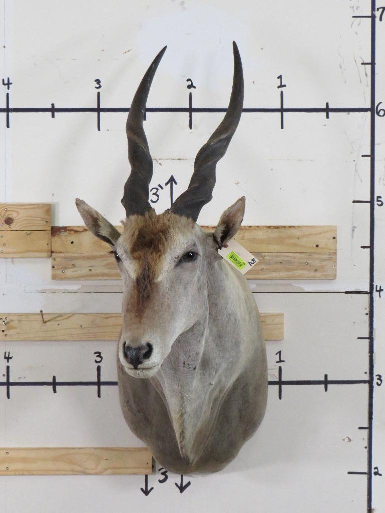 Vintage Eland Sh Mt TAXIDERMY