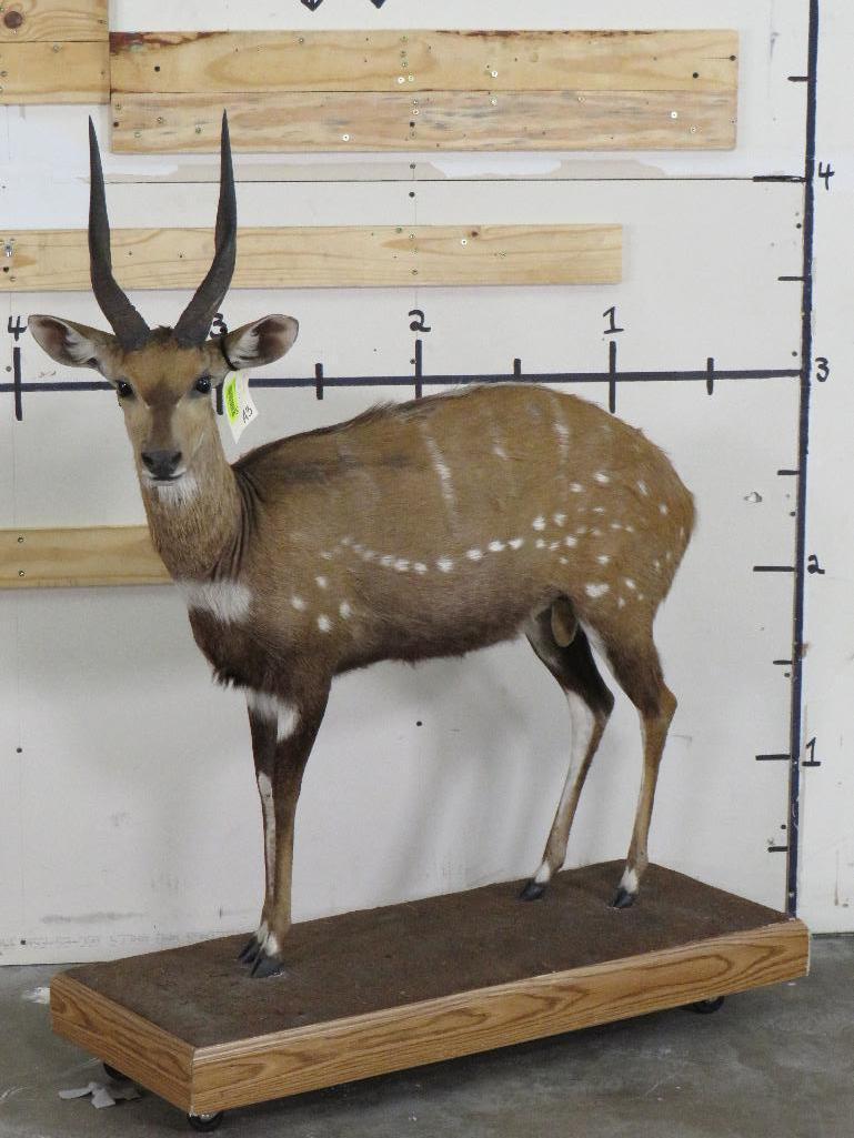 Lifesize Bushbuck on Base w/Wheels TAXIDERMY