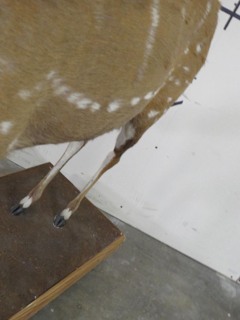 Lifesize Bushbuck on Base w/Wheels TAXIDERMY