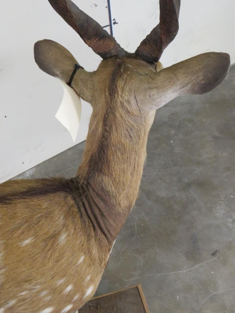 Lifesize Bushbuck on Base w/Wheels TAXIDERMY