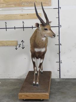 Lifesize Bushbuck on Base w/Wheels TAXIDERMY