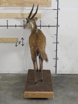 Lifesize Bushbuck on Base w/Wheels TAXIDERMY