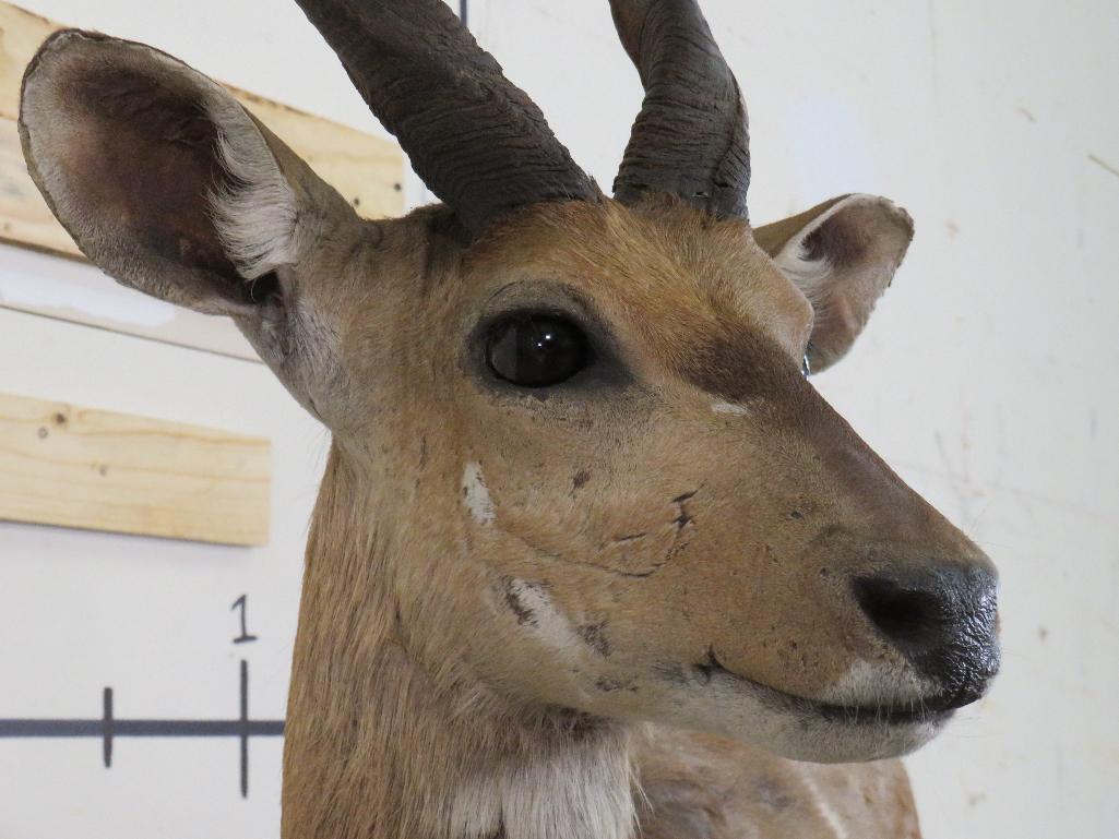 Lifesize Bushbuck on Base w/Wheels TAXIDERMY