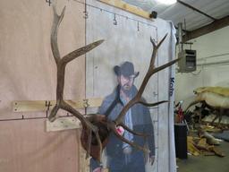 Elk Rack on Plaque TAXIDERMY