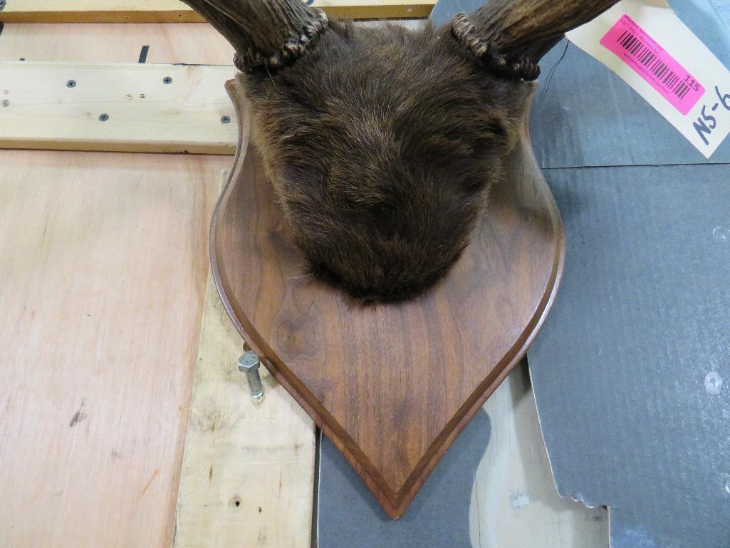 Elk Rack on Plaque TAXIDERMY