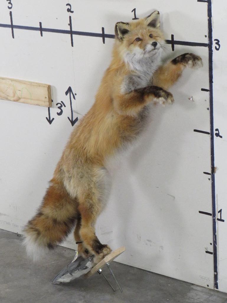 Lifesize Standing Red Fox *No base TAXIDERMY