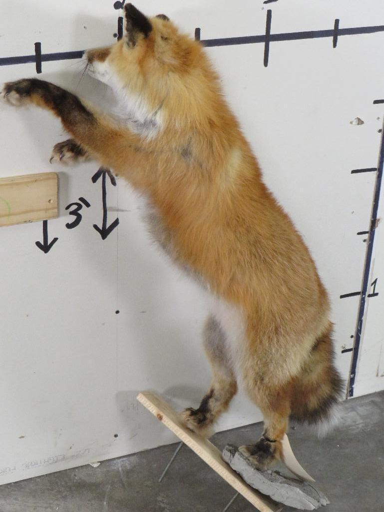 Lifesize Standing Red Fox *No base TAXIDERMY