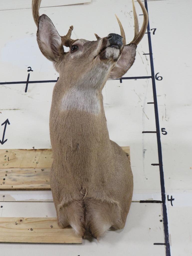 8 Pt Whitetail Sh Mt TAXIDERMY