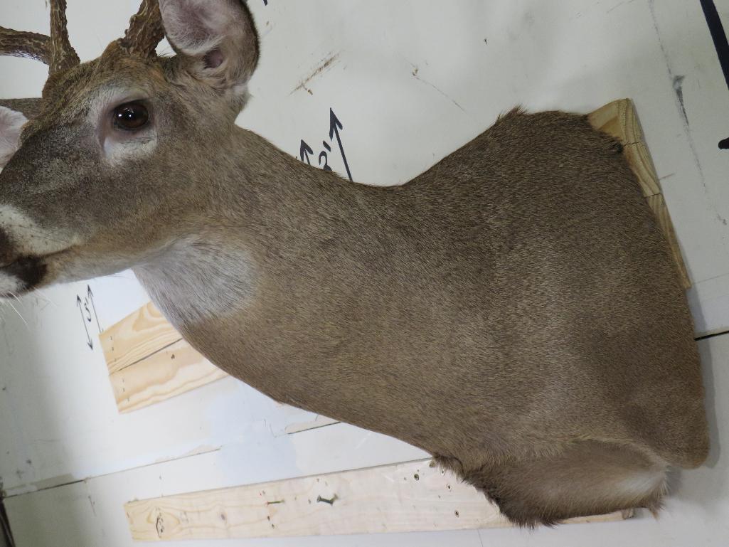 8 Pt Whitetail Sh Mt TAXIDERMY