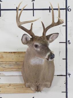 8 Pt Whitetail Sh Mt TAXIDERMY