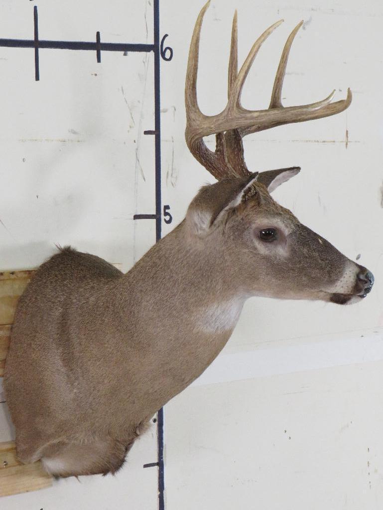 8 Pt Whitetail Sh Mt TAXIDERMY