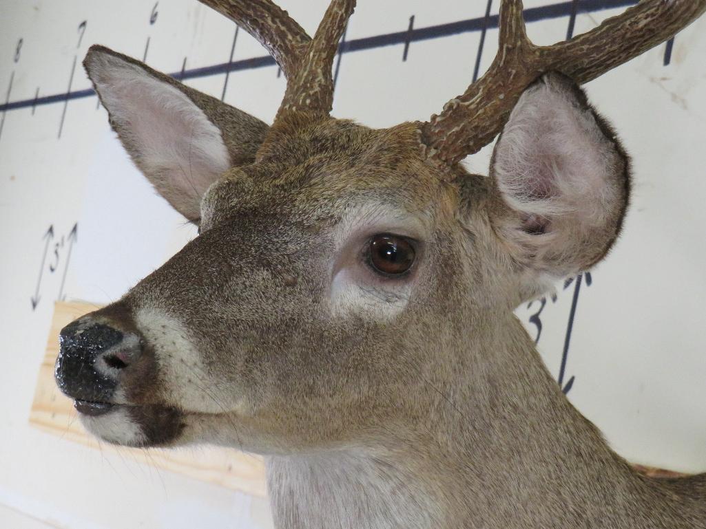 8 Pt Whitetail Sh Mt TAXIDERMY