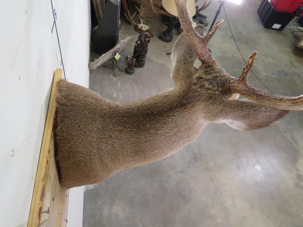 8 Pt Whitetail Sh Mt TAXIDERMY