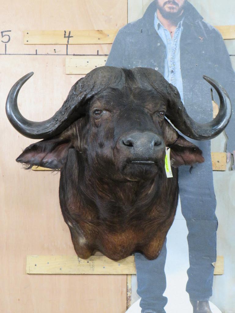 Cape Buffalo Sh Mt TAXIDERMY