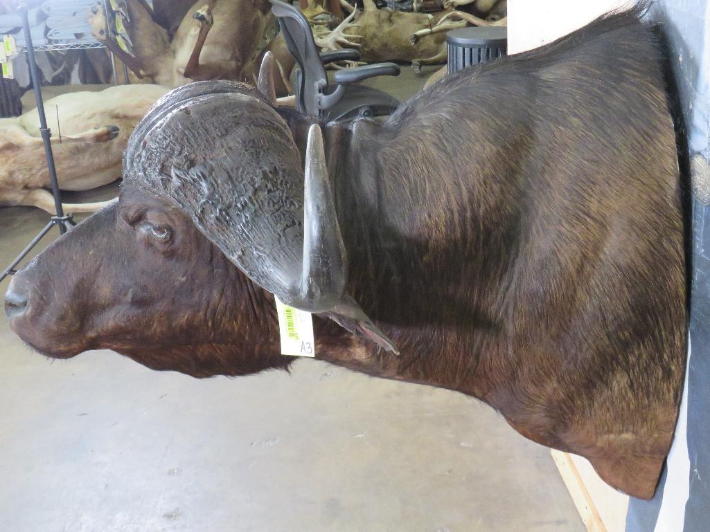 Cape Buffalo Sh Mt TAXIDERMY