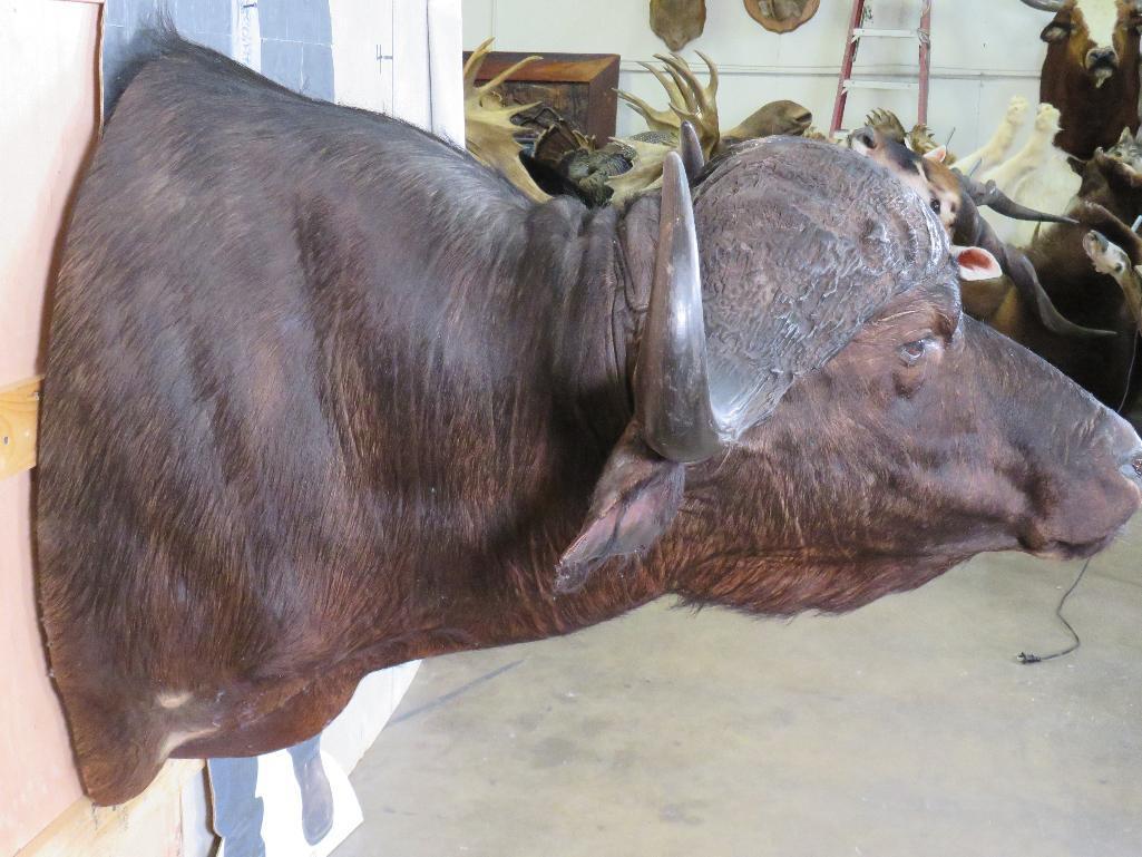 Cape Buffalo Sh Mt TAXIDERMY