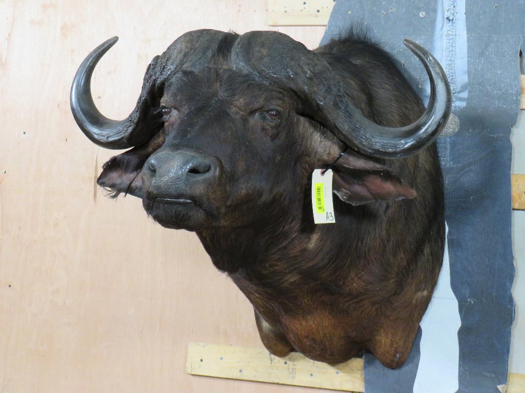 Cape Buffalo Sh Mt TAXIDERMY