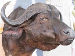 Cape Buffalo Sh Mt TAXIDERMY