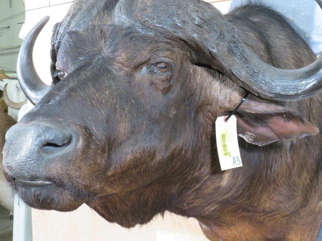 Cape Buffalo Sh Mt TAXIDERMY