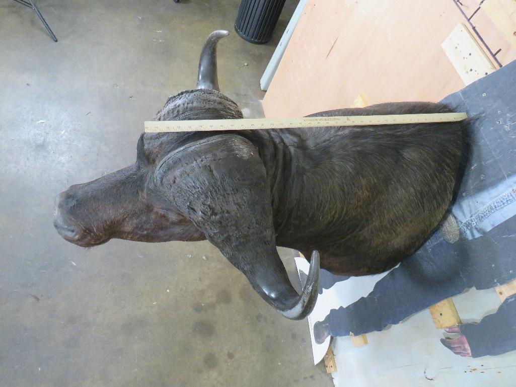 Cape Buffalo Sh Mt TAXIDERMY