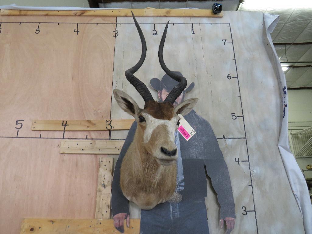 Vintage Addax Sh Mt *TX RES ONLY* TAXIDERMY