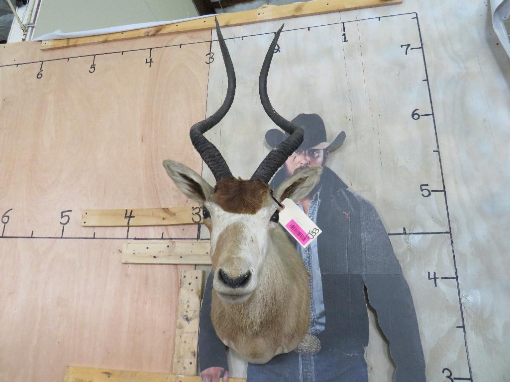 Vintage Addax Sh Mt *TX RES ONLY* TAXIDERMY