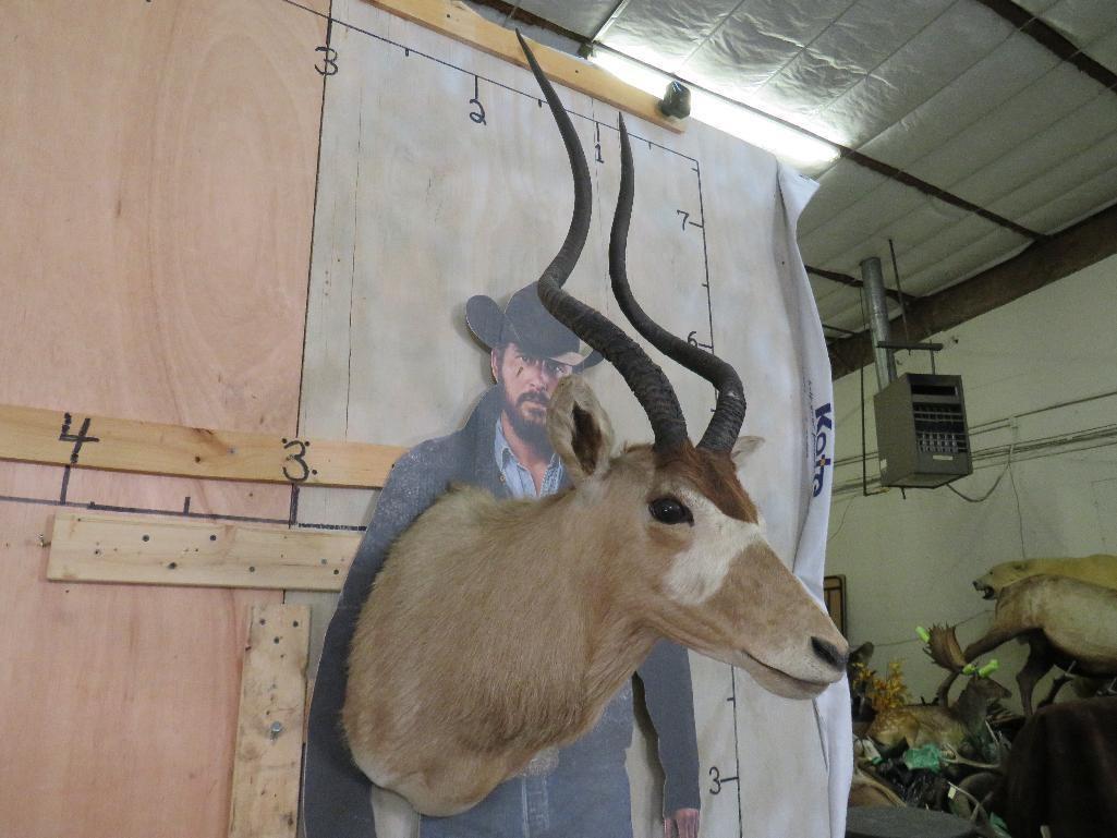 Vintage Addax Sh Mt *TX RES ONLY* TAXIDERMY