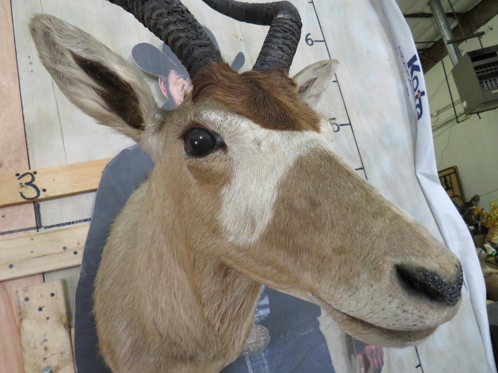 Vintage Addax Sh Mt *TX RES ONLY* TAXIDERMY