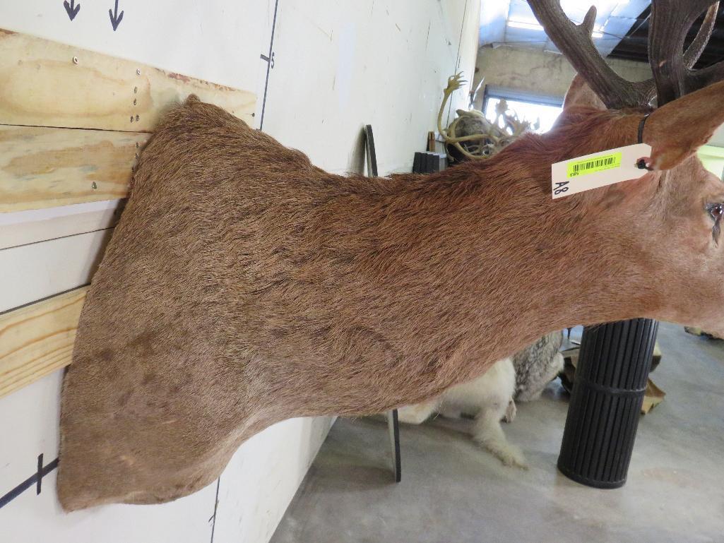 Elk Sh Mt TAXIDERMY