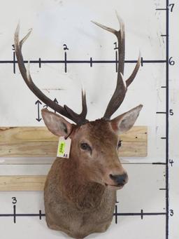 Elk Sh Mt TAXIDERMY